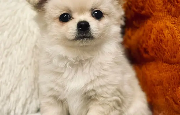 Piesek długowłosy biszkoptowy 1