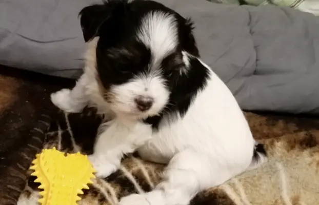 Szczenięta Yorkshire terrier biewer 1