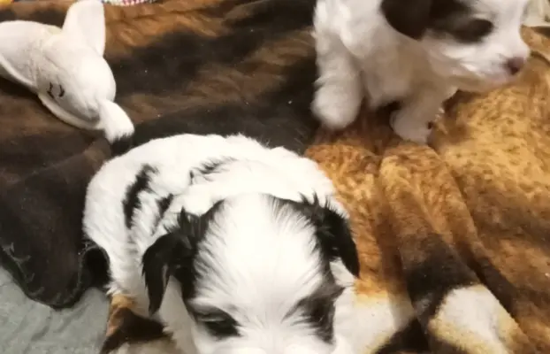 Szczenięta Yorkshire terrier biewer 2