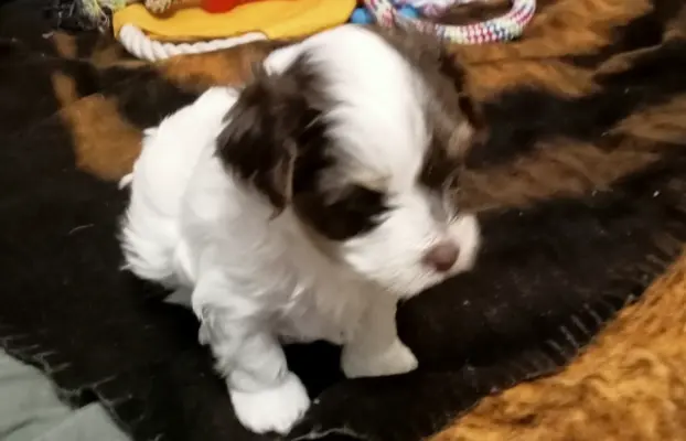 Szczenięta Yorkshire terrier biewer 3