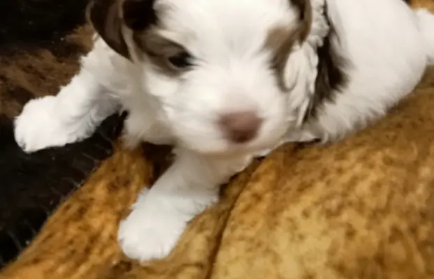 Szczenięta Yorkshire terrier biewer 4