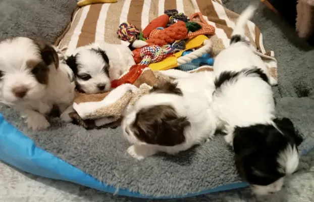 Szczenięta Yorkshire terrier biewer 5