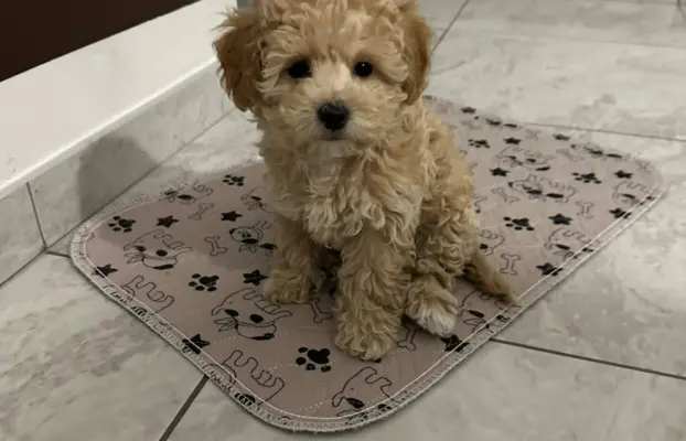 Poochon Bichpoo Maltipoo 1