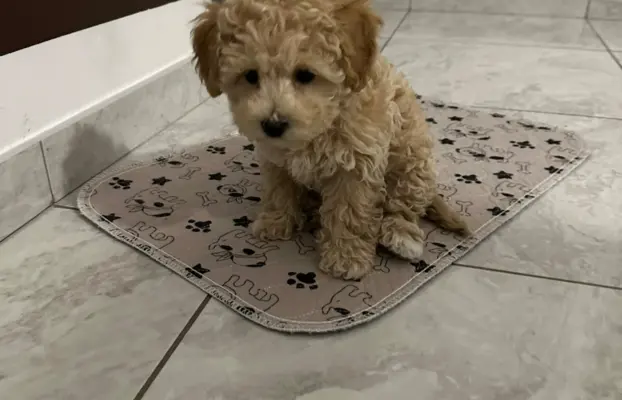 Poochon Bichpoo Maltipoo 2