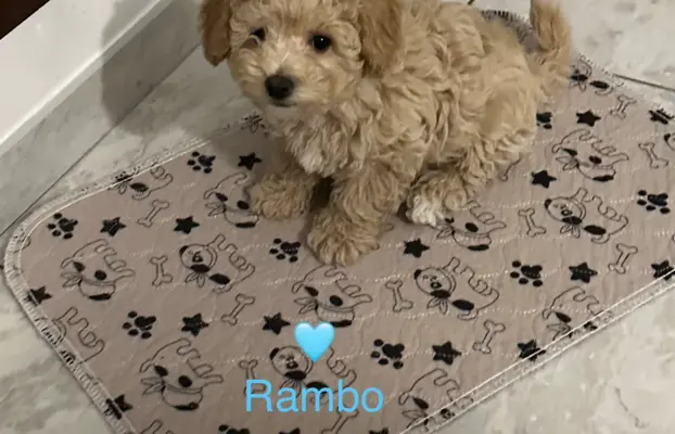 Poochon Bichpoo Maltipoo 3