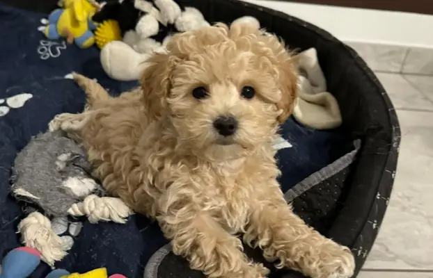 Poochon Bichpoo Maltipoo 4