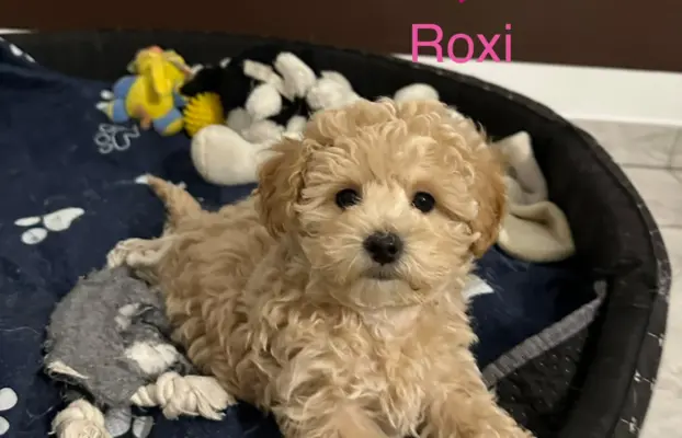 Poochon Bichpoo Maltipoo 5