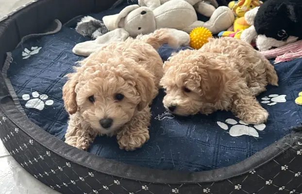 Poochon Bichpoo Maltipoo 6