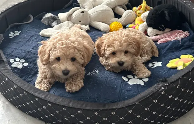 Poochon Bichpoo Maltipoo 8