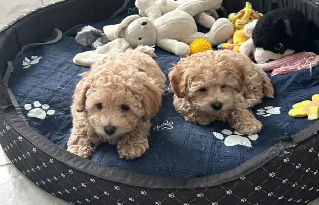 Poochon Bichpoo Maltipoo 9