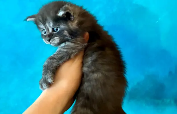 Kocurek srebrzysty tygrysio pręgowany 1