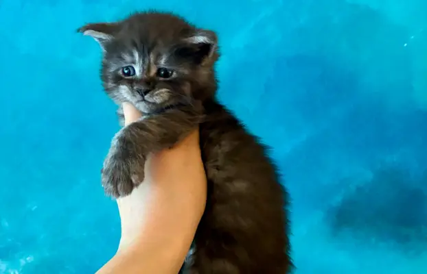 Kocurek srebrzysty tygrysio pręgowany 2