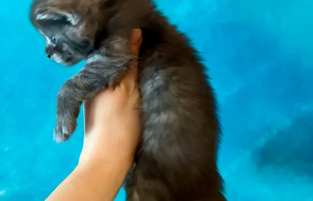 Kocurek srebrzysty tygrysio pręgowany 3