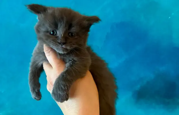 Kotka niebieska Maine Coon 1