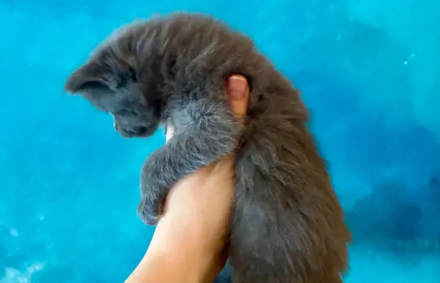 Kotka niebieska Maine Coon 4