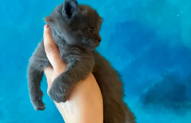 Kotka niebieska Maine Coon 2