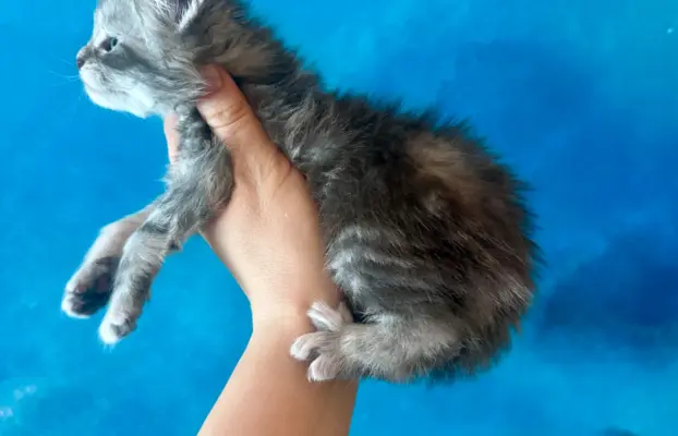 Kocurek niebieski srebrzysty Maine Coon 3