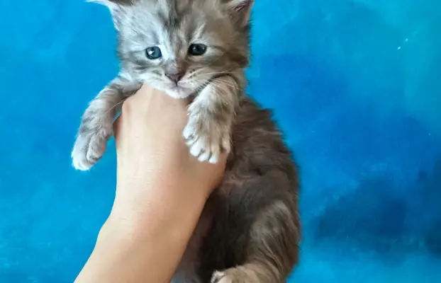 Kocurek niebieski srebrzysty Maine Coon 1