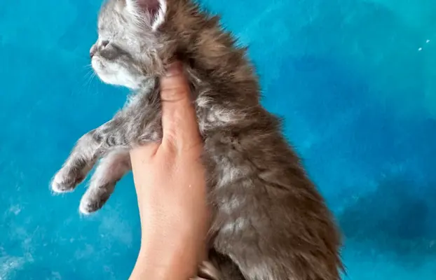 Kocurek niebieski srebrzysty Maine Coon 4