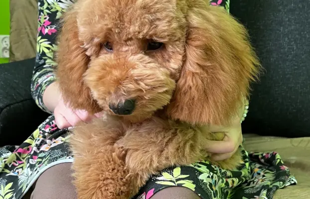 Pudel miniaturowy red Ferro 2