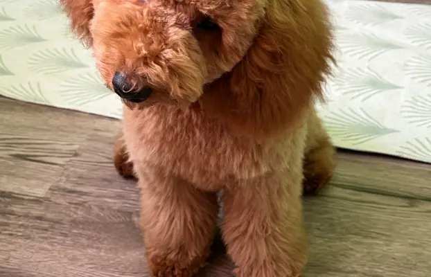 Pudel miniaturowy red Ferro 3