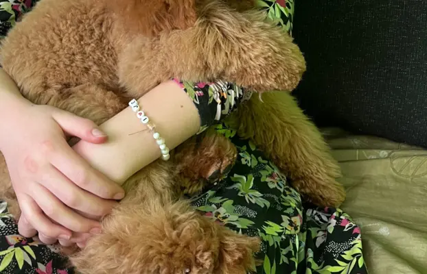 Pudel miniaturowy red Ferro 8