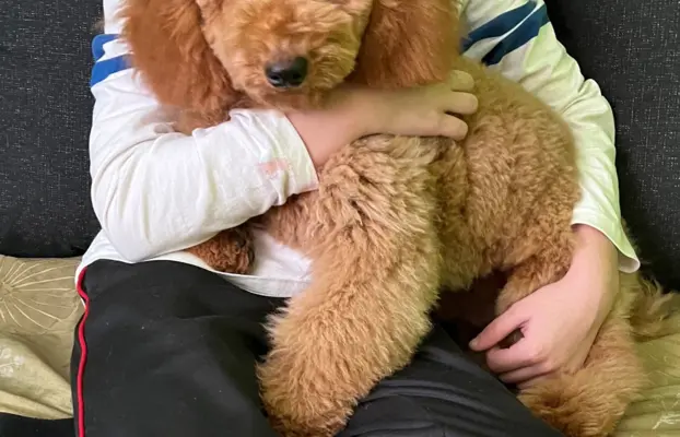 Pudel miniaturowy red Ferro 5