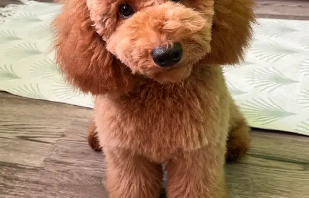 Pudel miniaturowy red Ferro 6