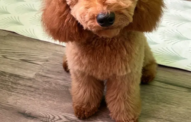 Pudel miniaturowy red Ferro 4