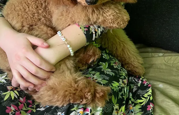 Pudel miniaturowy red Ferro 7