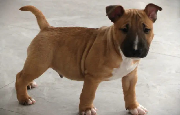 Bulterier Miniaturowy ZKwP/FCI 1