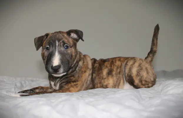 Bulterier Miniaturowy ZKwP/FCI 2