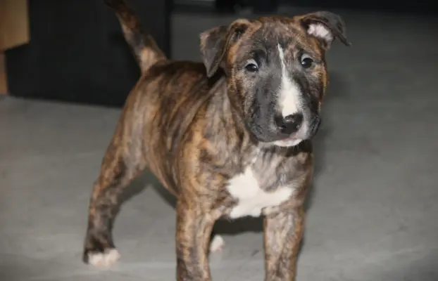 Bulterier Miniaturowy ZKwP/FCI 3