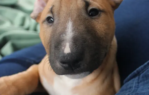 Bulterier Miniaturowy ZKwP/FCI 4