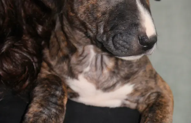 Bulterier Miniaturowy ZKwP/FCI 5