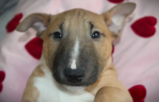 Bulterier Miniaturowy ZKwP/FCI 6