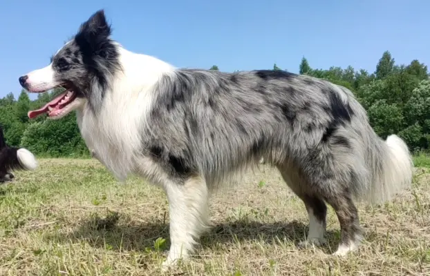 Rasowy pies bluemerle Border Collie z pełną dok. przebadani 6