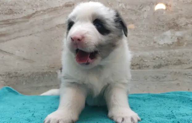 Rasowy pies bluemerle Border Collie z pełną dok. przebadani 2