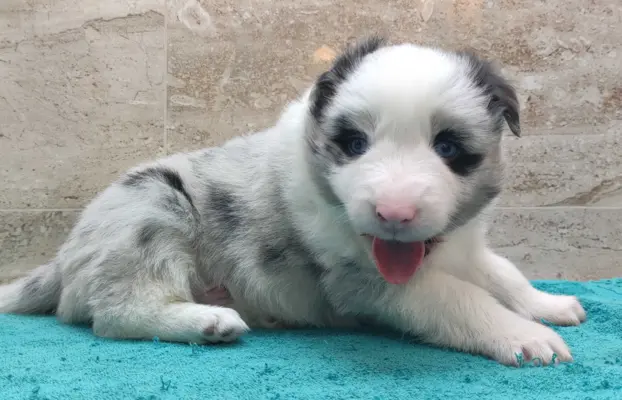 Rasowy pies bluemerle Border Collie z pełną dok. przebadani 1