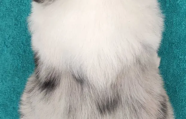 Rasowy pies bluemerle Border Collie z pełną dok. przebadani 4