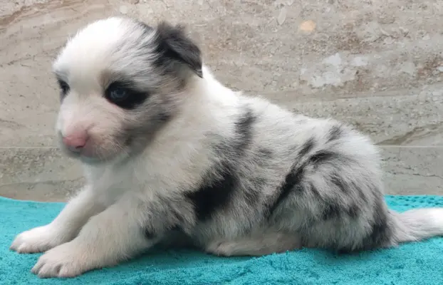 Rasowy pies bluemerle Border Collie z pełną dok. przebadani 3