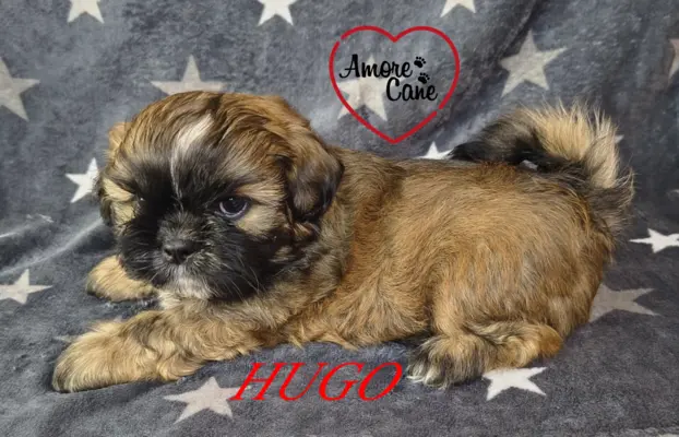 Przepiękny piesek shih tzu. 2