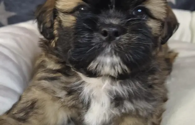 Przepiękny piesek shih tzu. 3