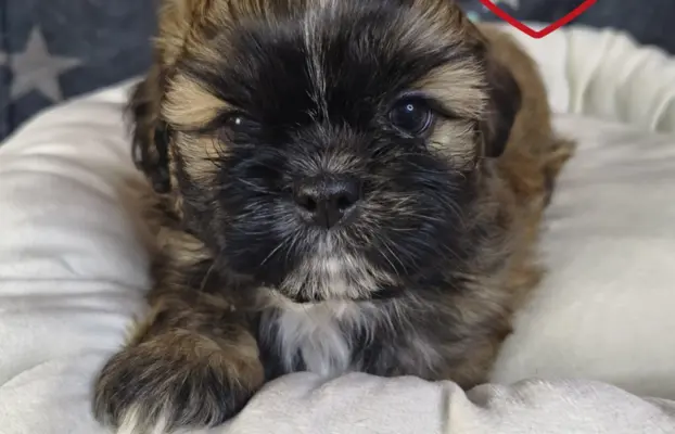 Przepiękny piesek shih tzu. 4