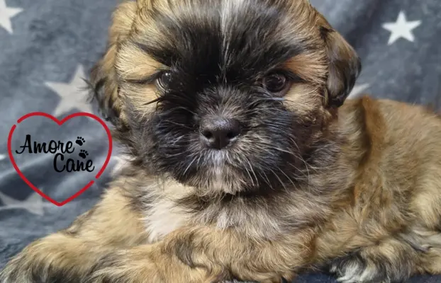 Przepiękny piesek shih tzu. 1