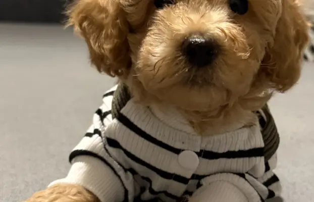 Maltipoo F1b Poznań 1