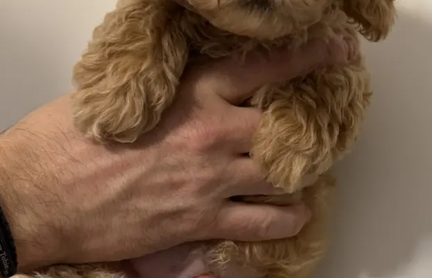 Maltipoo F1b Poznań 3