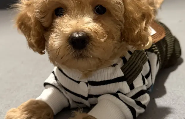 Maltipoo F1b Poznań 4