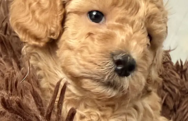 Maltipoo F1b Poznań 2