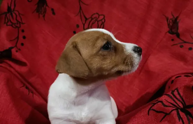 Wzorcowe Jack Russell terrier piękny exterrier gładkie 2